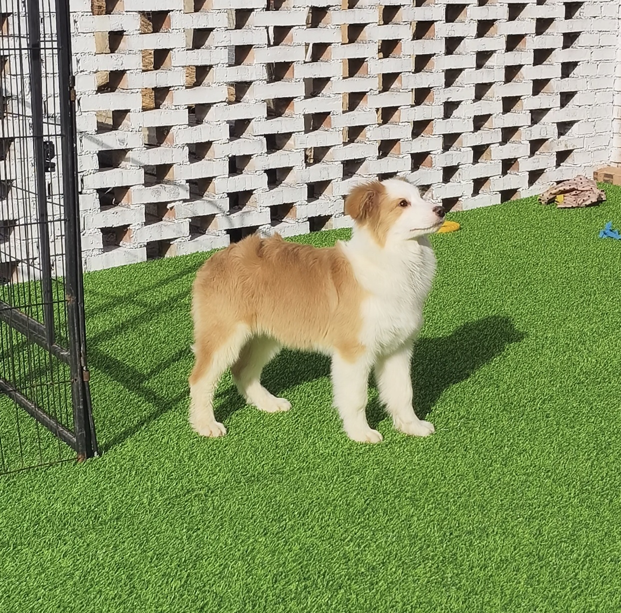 双血统赛级金边,犬舍直销